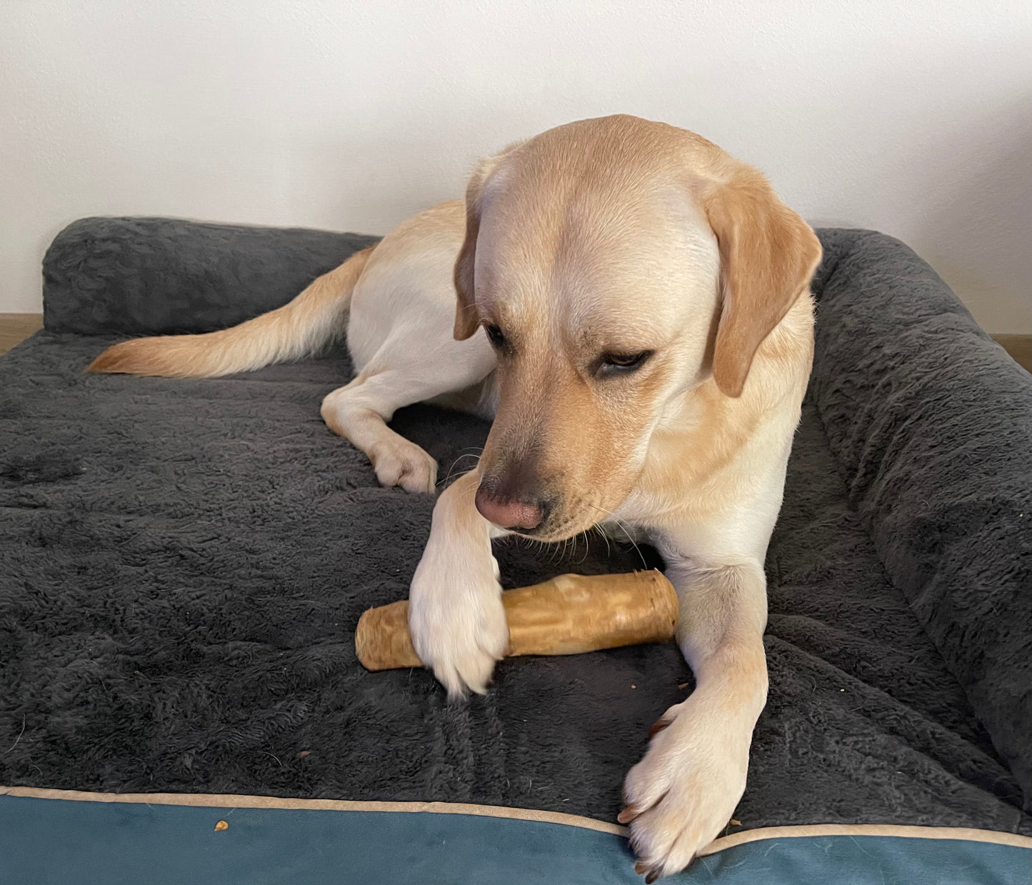 Kaffeeholz Kaustab für Hunde langlebig, ohne Chemikalien, allergenfrei
