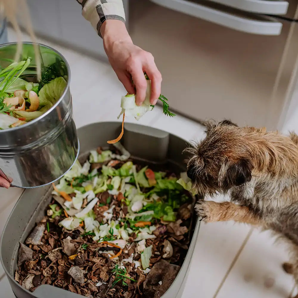 Hund mit Hundefutter mit Gemüse