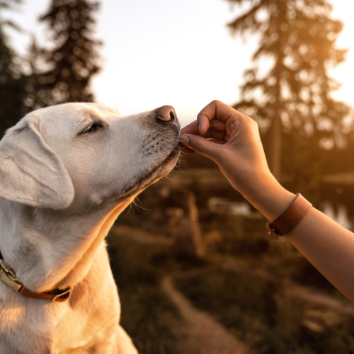 Getreidefreies Hundefutter - Der Tipp für jeden Hund mit Allergien?