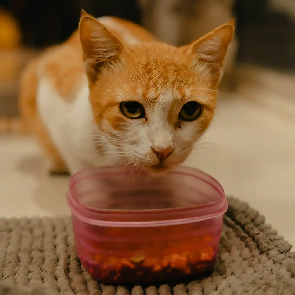 Katze vor Schale mit Trockenfutter