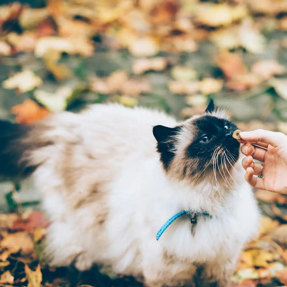 Katze bekommt Leckerli