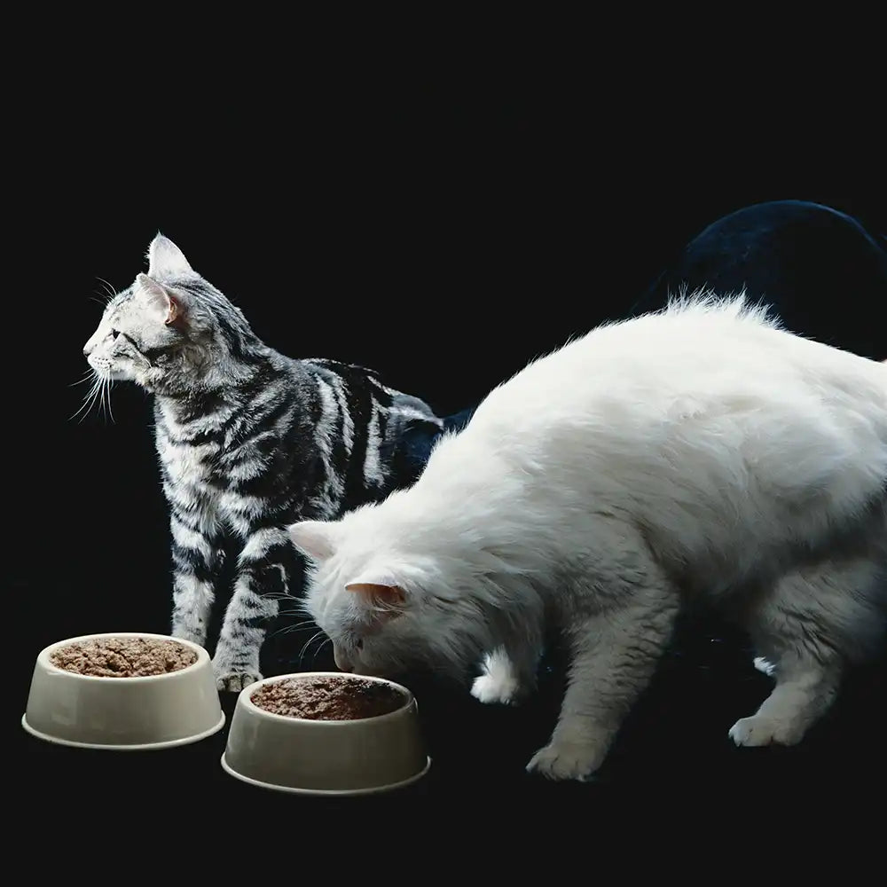 Katzen vor ihrem Katzenfutter