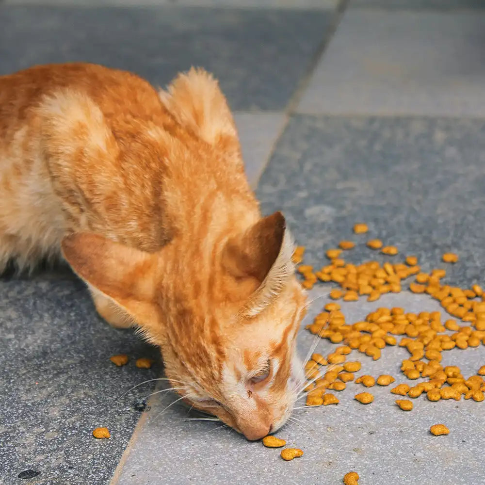 Katze isst Futter vom Boden
