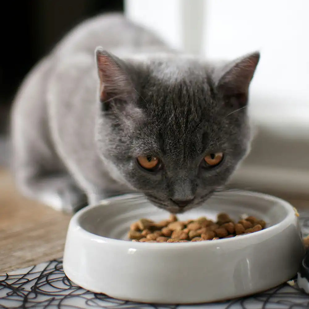 Katze am Katzenfutter essen