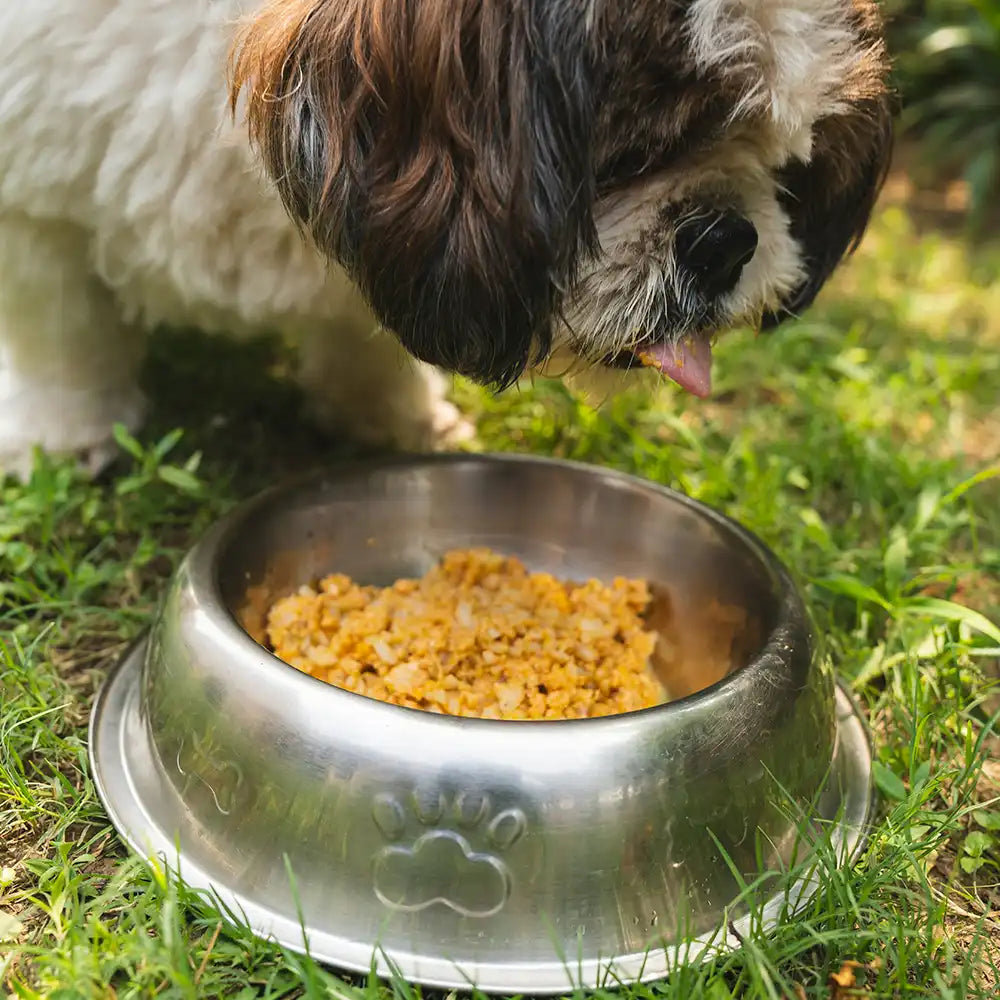 Hund mit Nassfutter